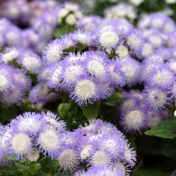 Ageratum houstonianum 'Delft' 