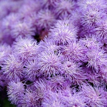 Ageratum houstonianum 'Blue' 