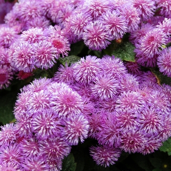 Ageratum houstonianum 'Purple' 