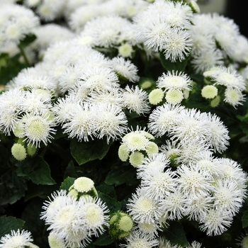 Ageratum houstonianum 'White' 