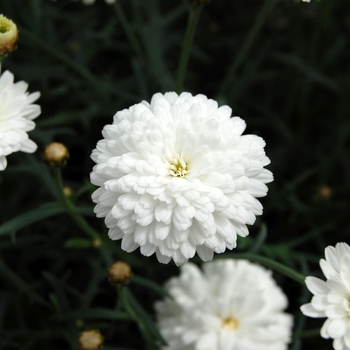 Argyranthemum frutescens 'Compact Double White' 