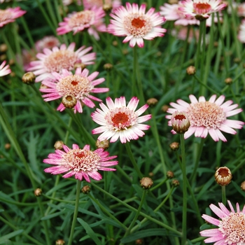 Argyranthemum frutescens Sassy® 'Compact Double Rose/White'