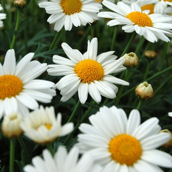 Argyranthemum frutescens 'Compact White' 