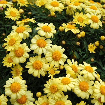 Argyranthemum frutescens 'Compact Yellow' 