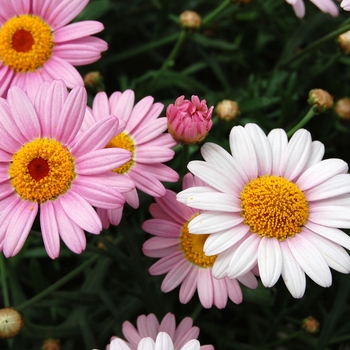 Argyranthemum frutescens 'Pink' 