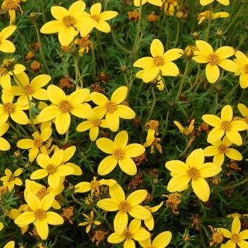 Bidens ferulifolia 'Compact' 