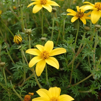 Bidens ferulifolia