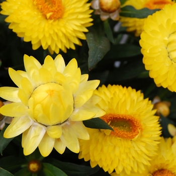 Bracteantha bracteata Strawburst™ Yellow