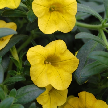 Calibrachoa Callie® 'Deep Yellow'