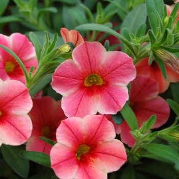 Calibrachoa 'Painted Coral' PPAF