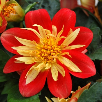 Dahlia Goldalia™ Scarlet