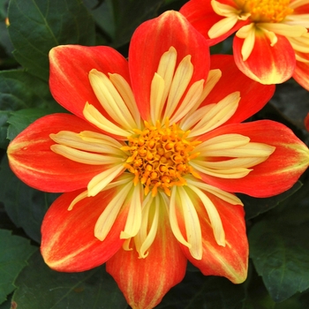 Dahlia 