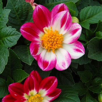 Dahlia Goldalia™ Rose Bicolor