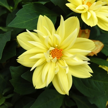Dahlia 'Goldalia™ Yellow' 
