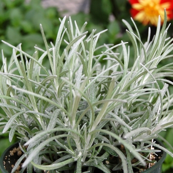 Helichrysum italicum 'Silvery White' 