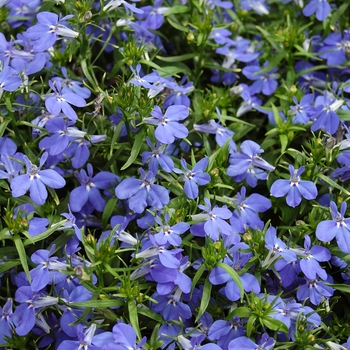 Lobelia erinus