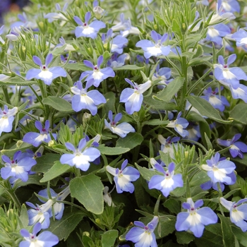 Lobelia erinus 'Heat Upright Blue' 