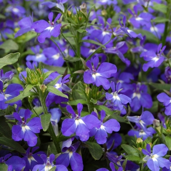 Lobelia erinus 'Heat Upright Dark Blue' PPAF