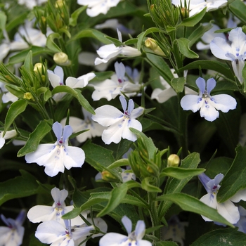 Lobelia erinus 'Heat Upright Light Blue' 