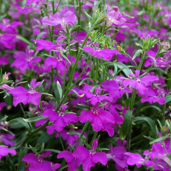 Lobelia erinus Techno® Violet