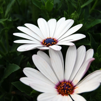 Osteospermum 'White' 