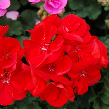 Pelargonium x hortorum Tango™ Dark Red