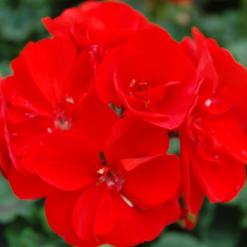 Pelargonium x hortorum