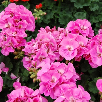 Pelargonium x hortorum