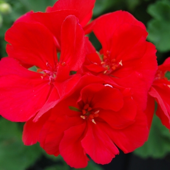 Pelargonium x hortorum Tango™ Deep Red