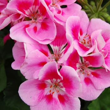 Pelargonium x hortorum Tango™ Light Pink