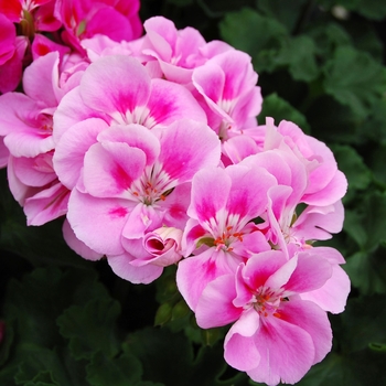 Pelargonium x hortorum Tango™ Rose Mega Splash