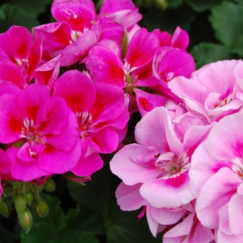 Pelargonium x hortorum