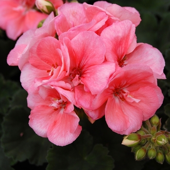 Pelargonium x hortorum Tango™ Salmon