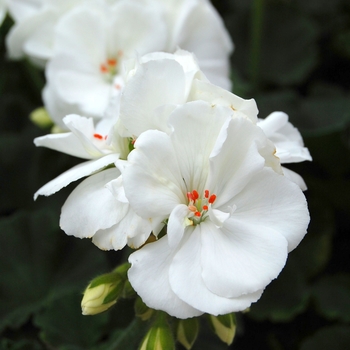 Pelargonium x hortorum Tango™ White