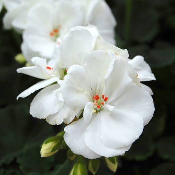 Pelargonium x hortorum