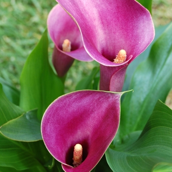 Zantedeschia 'Grape Velvet' 