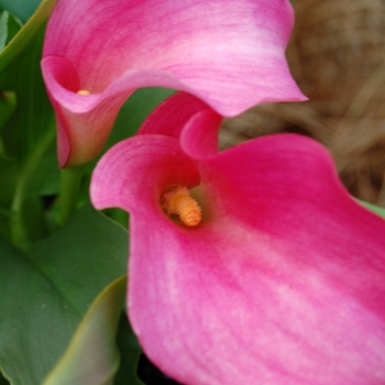 Zantedeschia 'Sweet Talk'