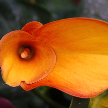 Zantedeschia aethiopica 'Flame'