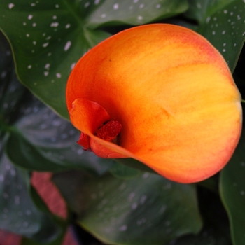 Zantedeschia aethiopica 'Flame' 