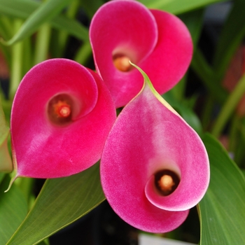 Zantedeschia aethiopica 'Garnet Glow' 