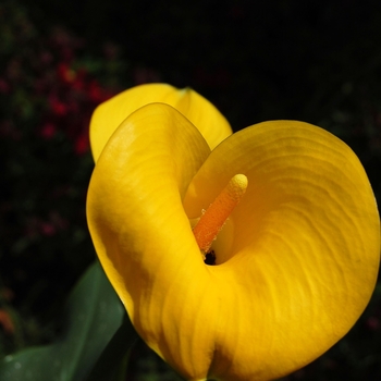 Zantedeschia rehmannii 'Gold Rush'