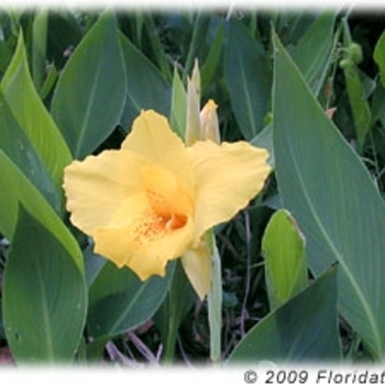 Canna flaccida