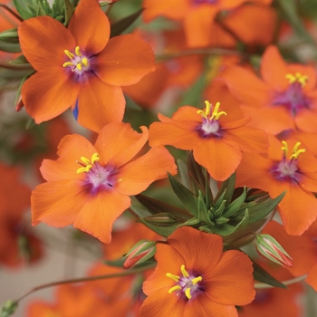 Anagallis 'Orange' 