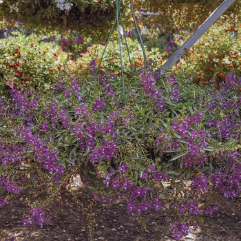 Angelonia angustifolia 'Cascade Deep Purple' 