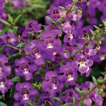 Angelonia angustifolia Carita™ 'Cascade Lavender'