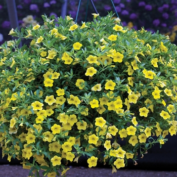 Calibrachoa Callie® 'Yellow Imp' (040585)