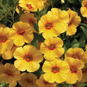 Calibrachoa Callie® 'Gold w/Red Eye'