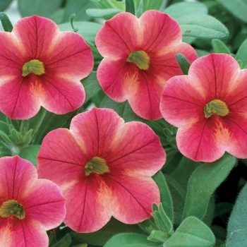 Calibrachoa Callie® 'Painted Coral'