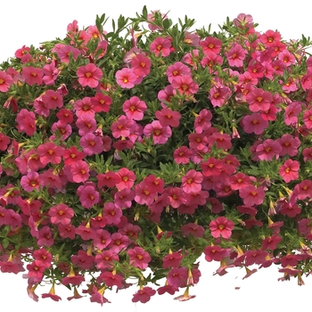 Calibrachoa Callie® 'Coral Pink'