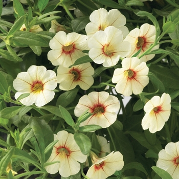 Calibrachoa 'Cream with Eye' PPAF